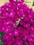 Dianthus Bouquet Purple