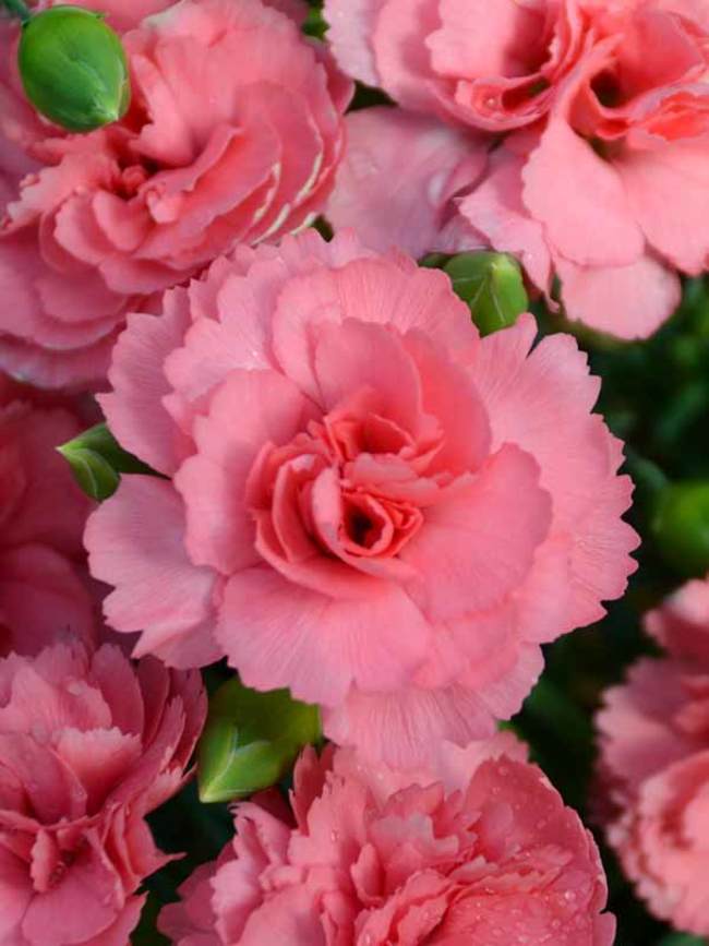 Dianthus Classic Coral | Bluestone Perennials