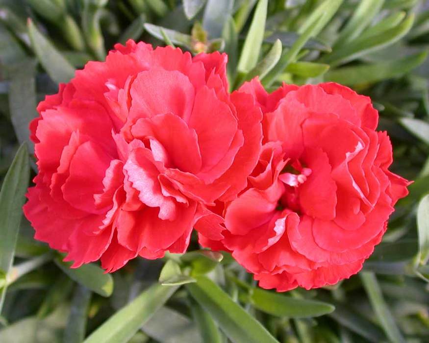 Dianthus Chili | Bluestone Perennials