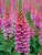 Digitalis Candy Mountain