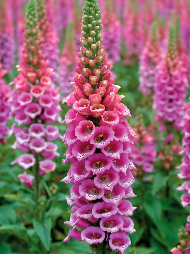 Digitalis Candy Mountain | Bluestone Perennials