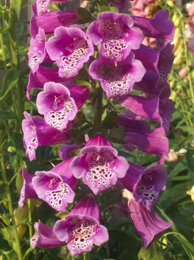 Digitalis Candy Mountain | Bluestone Perennials