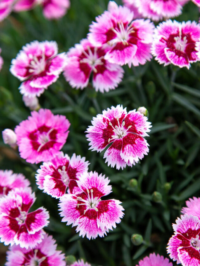 Dianthus Plum Glory | Bluestone Perennials