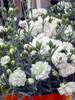 Dianthus Frosty