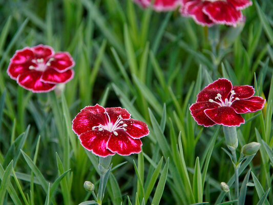 Dianthus Mountain Frost Ruby Glitter Bluestone Perennials