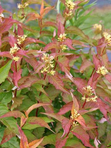 Diervilla Kodiak Orange | Bluestone Perennials