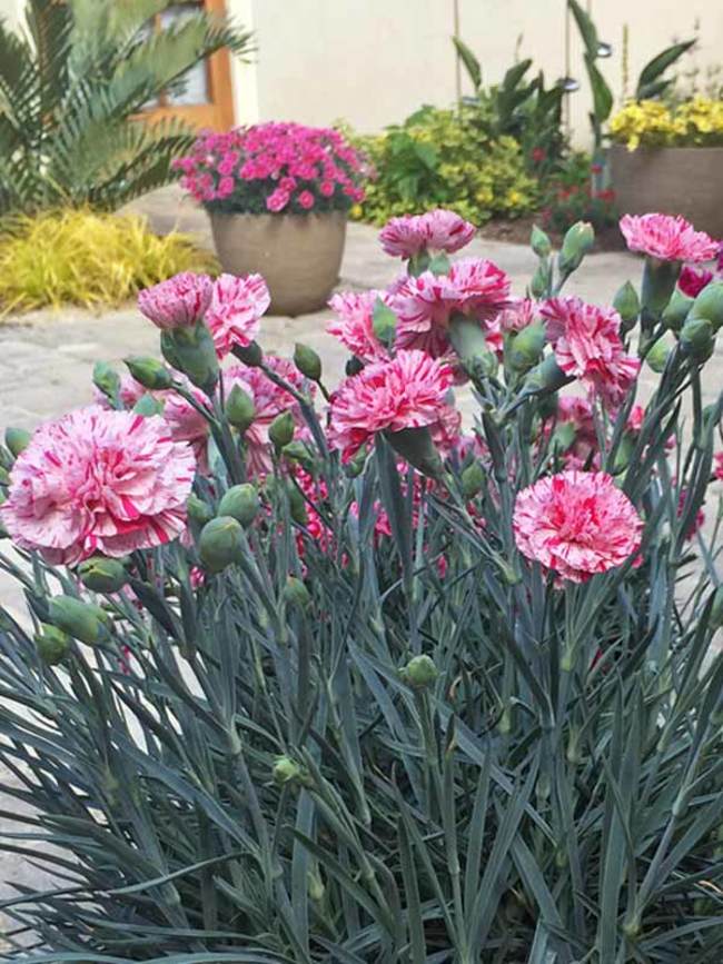 Carnation, Burpees Super Giant Mix