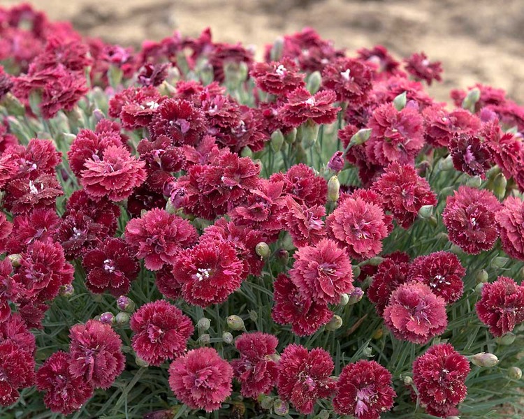 Product Viewer - Dianthus Pomegranate Kiss