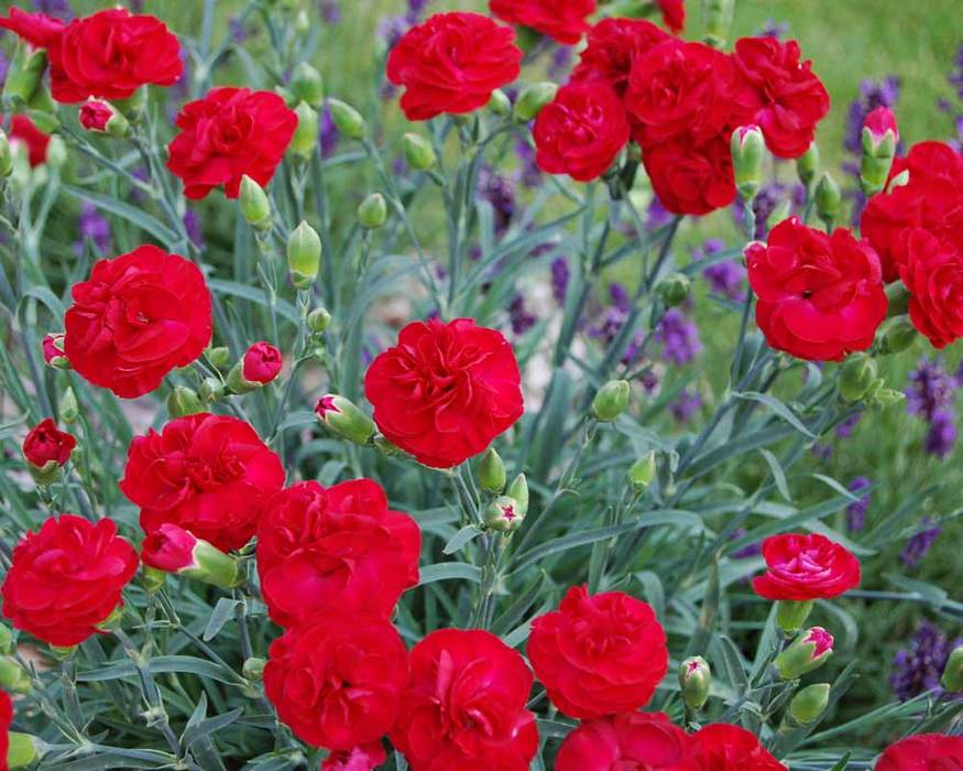 Dianthus Passion | Bluestone Perennials