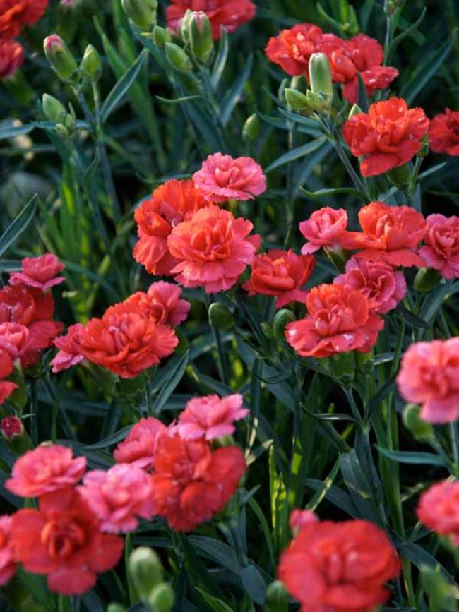 Dianthus Rosebud | Bluestone Perennials