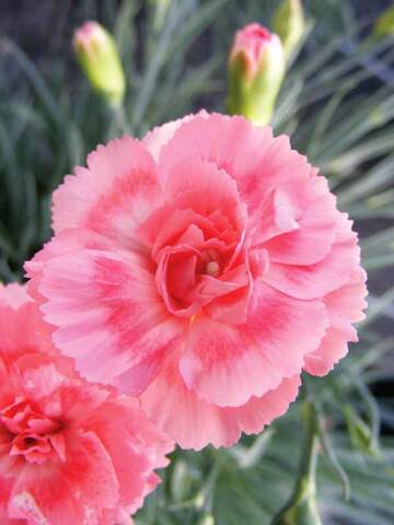 Dianthus Romance | Bluestone Perennials