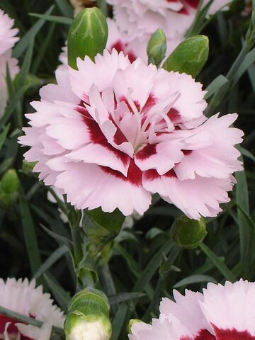 Dianthus Raspberry Surprise | Bluestone Perennials