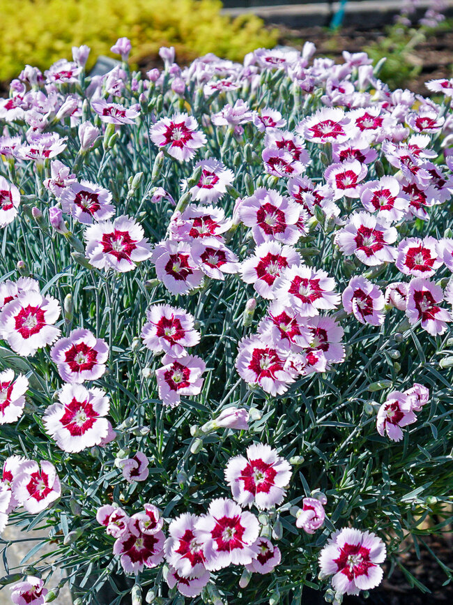 Dianthus Ruby Snow | Bluestone Perennials