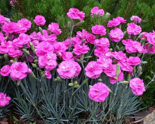 Dianthus Tickled Pink | Bluestone Perennials