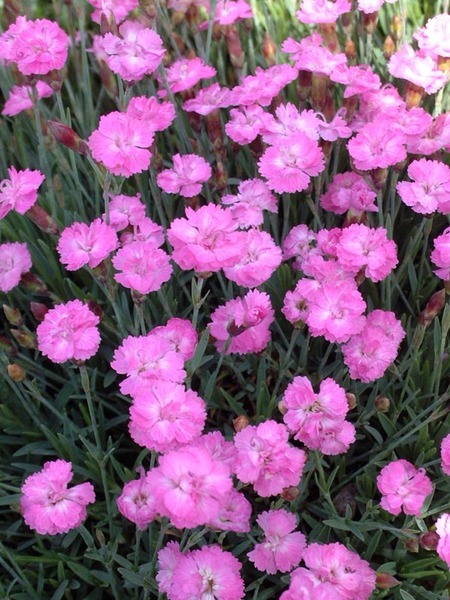 Product Viewer - Dianthus Tiny Rubies