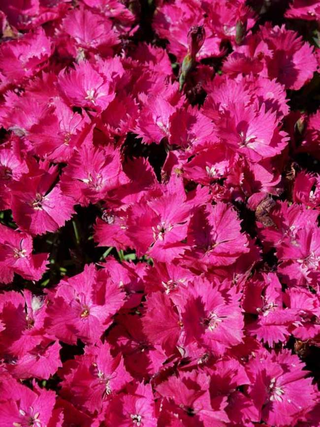 dianthus vivid bright light