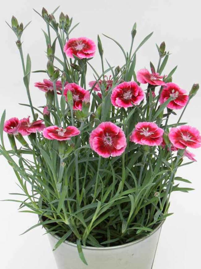 Dianthus Everlast Raspberry Cream | Bluestone Perennials