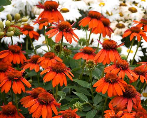 Echinacea Sombrero Adobe Orange | Bluestone Perennials