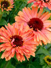 Echinacea Fresco Apricot