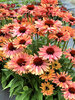 Echinacea Fresco Apricot