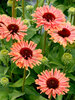 Echinacea Fresco Apricot