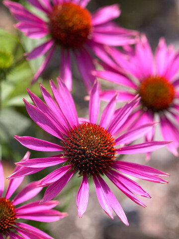 Echinacea Pica Bella | Bluestone Perennials