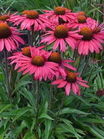 Echinacea Glowing Dream | Bluestone Perennials