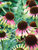 Echinacea Green-Envy