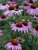 Echinacea Magnus