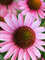 Echinacea Pixie Meadowbrite -- Bluestone Perennials