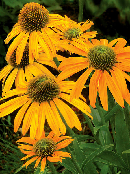 Product Viewer - Echinacea Now Cheesier