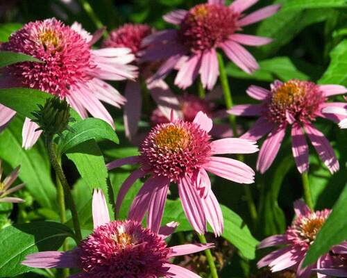 Echinacea Pink Double Delight | Bluestone Perennials