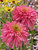 Echinacea Pink-Poodle