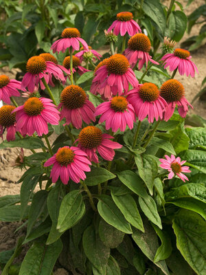 Echinacea 'Sensation Wild Romance' PBR - Polish Nurserymen Association