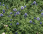 Echinops Ritro