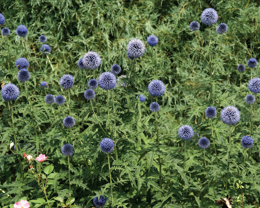 Echinops Ritro | Bluestone Perennials