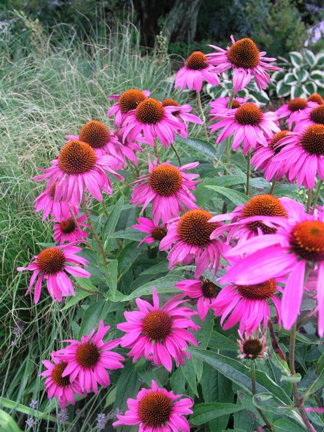 Echinacea Rubinstern | Bluestone Perennials