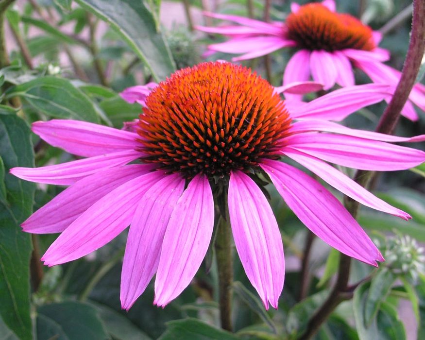 Echinacea Rubinstern | Bluestone Perennials