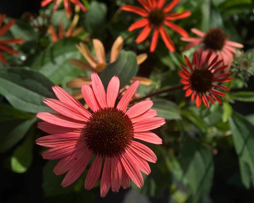 Echinacea Solar Flare | Bluestone Perennials