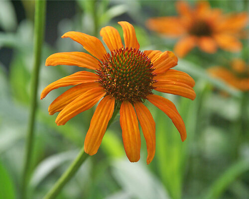 Echinacea Tiki Torch | Bluestone Perennials