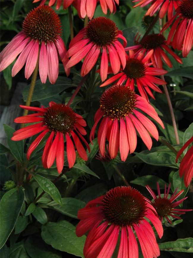 Echinacea Twilight | Bluestone Perennials