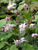 Epimedium Roseum