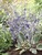 Eryngium Jade Frost