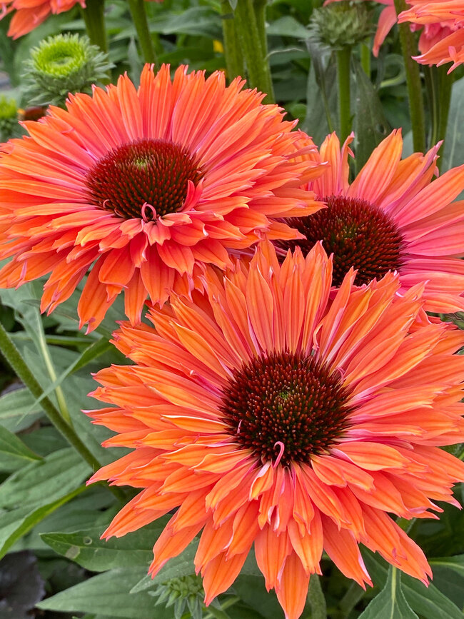 Echinacea Sunseekers Rainbow