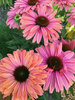 Echinacea Sunseekers Rainbow