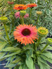 Echinacea Sunseekers Rainbow