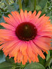 Echinacea Sunseekers Rainbow