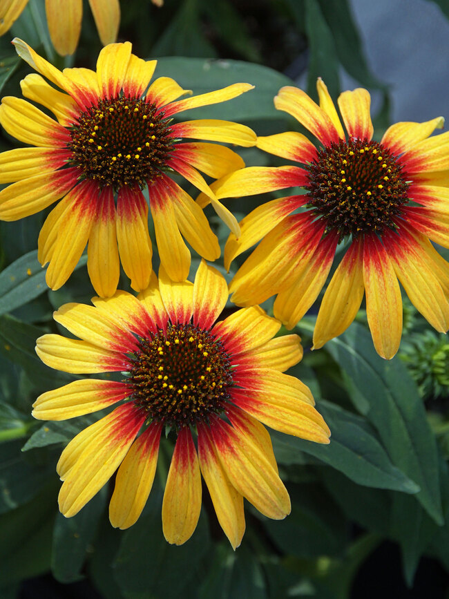 Echinacea Sunseekers Tequila Sunrise | Bluestone Perennials