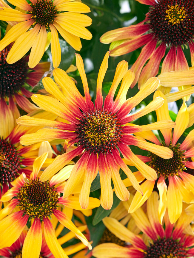 Echinacea Sunseekers Tequila Sunrise | Bluestone Perennials