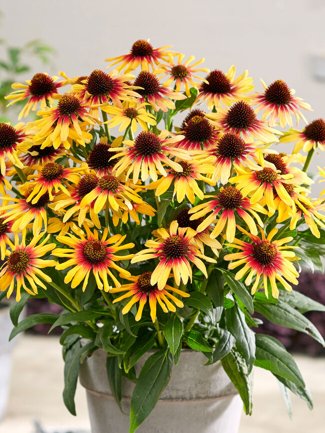 Echinacea Sunseekers Tequila Sunrise | Bluestone Perennials